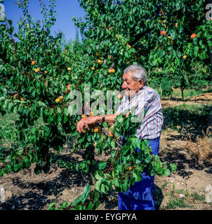 Un homme âgé de la récolte d'abricots arbre en verger, Drôme, vallée du Rhône, France, Europe Banque D'Images