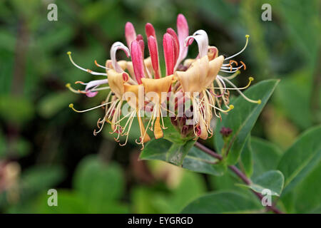 La floraison à l'odeur douce de chèvrefeuille (Lonicera periclymenum), close-up, la Broche fleur de moulin, Suffolk, East Anglia, Angleterre, Royaume-Uni. Banque D'Images