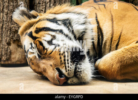 Sleeping tiger - Panthera tigris jacksoni Banque D'Images