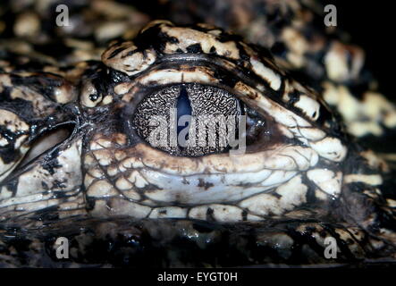 Extreme close-up de l'oeil d'un alligator de Chine (Alligator sinensis) Banque D'Images