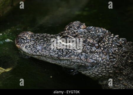 L'alligator de Chine (Alligator sinensis), gros plan de la tête, vu de profil d'or en natation Banque D'Images