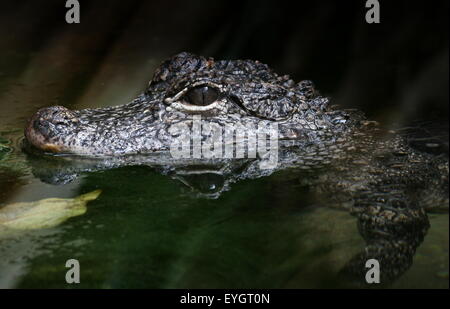 L'alligator de Chine (Alligator sinensis), gros plan de la tête, vu de profil d'or en natation Banque D'Images