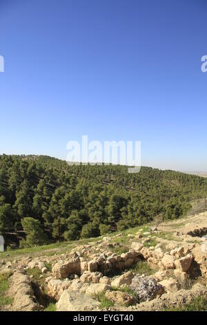 Israël, Shephelah, une vue de la forêt Lahav from Tel Halif site de Rimmon biblique Banque D'Images