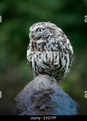 Le petit hibou a été introduit au Royaume-Uni au xixe siècle. Il peut être vu dans la lumière du jour Banque D'Images