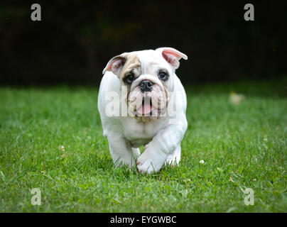 Chien qui court - trois mois chiot bouledogue mâle Banque D'Images