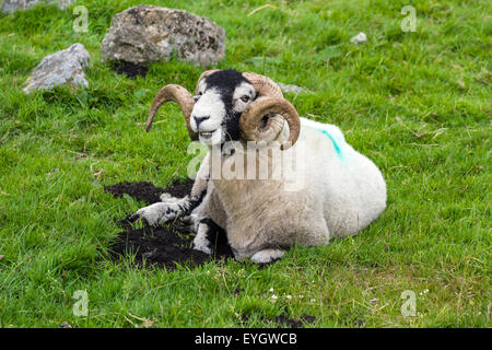 Scottish Blackface de mâcher de la ram l'herbe dans le Dartmoor National Park, Devon, England, UK Banque D'Images