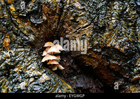 Un cluster, ou un bouquet de soufre, champignons, touffe Hypholoma fasciculare, grandissant dans un chiffon humide, creux d'arbres dans un espace boisé en anglais Banque D'Images