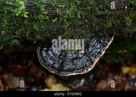 Une grande télévision champignons support ot piptoporus champignons poussant sur un arbre tombé dans une forêt. La région est humide et humide et montre les champignons vives Banque D'Images