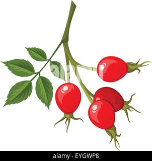 Direction générale de l'églantier. Vector illustration. Illustration de Vecteur