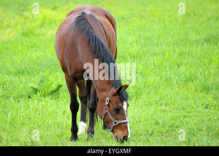 Un cheval baie paissant dans un pré vert en été Banque D'Images