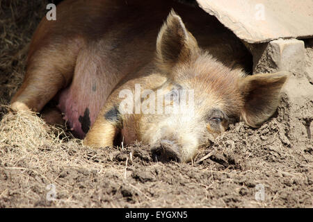 Un cochon dormir dans le foin sur une ferme sur une chaude journée d'été Banque D'Images