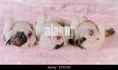 Chiots de couchage - trois Chiots bulldog dans une rangée sur fond rose - 3 semaines Banque D'Images