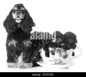 Portée de chiots cocker américain - maman et chiots dans un verre sur fond blanc Banque D'Images