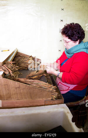 Une femme demonstratesa espagnols locaux groupe de touristes comment rouler et enrouler les cigares faits à la main. Banque D'Images