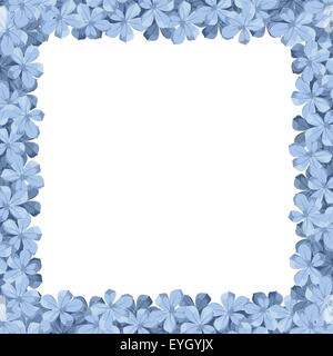 Plumbago bleu frame avec des fleurs. Vector illustration. Illustration de Vecteur