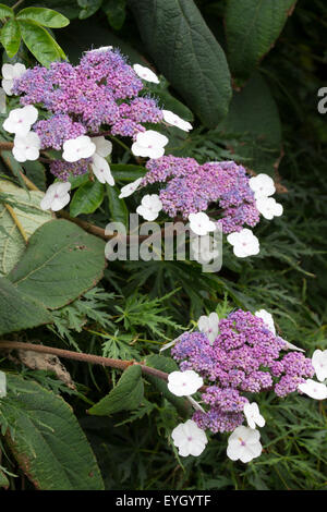 Fllowers Lacecap de l'Hydrangea aspera sargentiana feuilles veloutées Banque D'Images