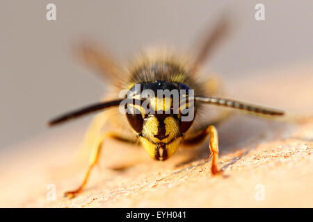 Un gros plan sur la tête d'une guêpe commune Vespula Vulgaris,. Son réchauffement lui-même dans le soleil du matin dans un jardin anglais Banque D'Images