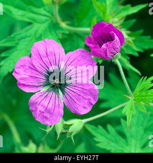 Storchschnabel Geranium psilostemon,,, Kolchis, Banque D'Images
