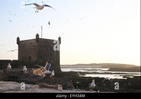 Vol de mouettes sur le quai, en face de la tour fortifiée au coucher du soleil à la Skala de la ville, Essaouira, Maroc Banque D'Images