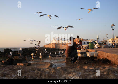 Mouettes survolez la pêcheurs sur le quai, dans la ville côtière d'Essaouira, Maroc, Afrique du Nord Banque D'Images