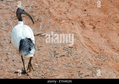 Australian White Ibis avec copie espace. Banque D'Images