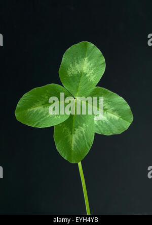 Rotklee, Trifolium pratense, Vierklee, Landschaft Banque D'Images