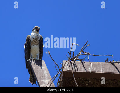 Homme oiseau, Osprey Pandion haliaetus, perché sur son nid au printemps Banque D'Images