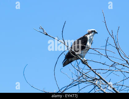 Homme oiseau, Osprey Pandion haliaetus, perché sur une branche d'arbre au printemps Banque D'Images