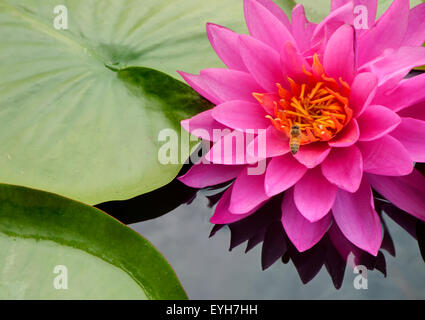 Fleur de Lotus sur l'eau. Banque D'Images