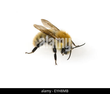 Bombus pascuorum, Ackerhummel, Hummel, Banque D'Images