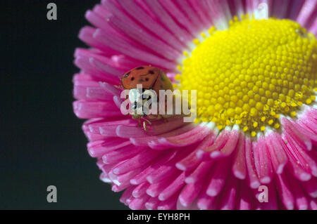 Gaensebluemchen Marienkaefer ; ; ; ; 7 semptempunctata Coccinella Banque D'Images