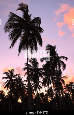 Silhouettes de beaux palmiers sur la plage pendant le coucher du soleil Banque D'Images