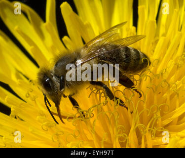 Biene ; Loewenzahn ; Taraxacum officinale, Wiesenpflanze ;, Banque D'Images