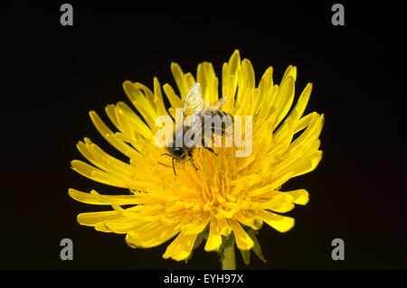 Biene ; Loewenzahn ; Taraxacum officinale, Wiesenpflanze ;, Banque D'Images