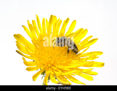 Biene ; Loewenzahn ; Taraxacum officinale, Wiesenpflanze ;, Banque D'Images