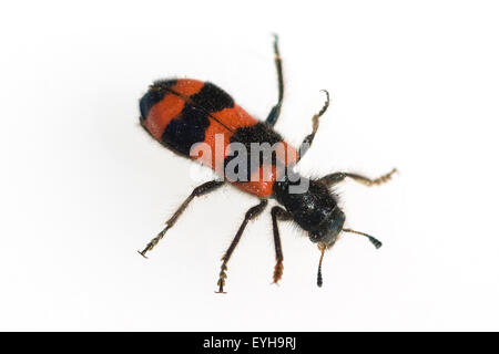 Bienenwolf, CLERIDAE, Buntkaefer, Trichodes alvearius Banque D'Images