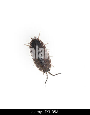 Kellerassel Porcellio scaber,, Banque D'Images