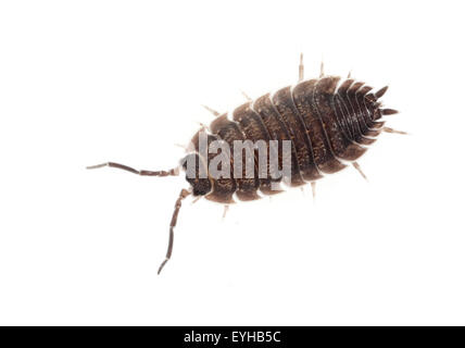 Kellerassel Porcellio scaber,, Banque D'Images