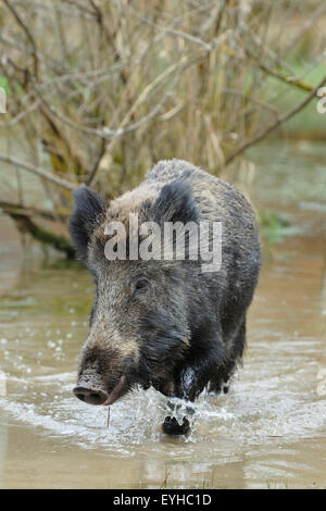 Le sanglier (Sus scrofa), de l'énoncé des travaux qui traverse un étang, captive, Rhénanie du Nord-Westphalie, Allemagne Banque D'Images