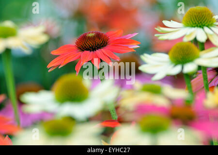 Diverses coneflowers (Echinacea sp.), hybride, variété Été chaud et Blanc Coneflowers, Rhénanie du Nord-Westphalie, Allemagne Banque D'Images