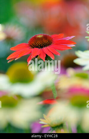 Échinacée (Echinacea sp.), hybride, variété Hot Summer, Rhénanie du Nord-Westphalie, Allemagne Banque D'Images