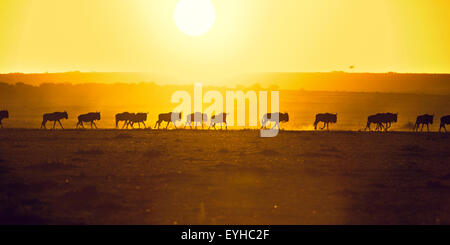 Le Gnou bleu (Connochaetes taurinus), gnu herd, silhouettes au lever du soleil, Maasai Mara, comté de Narok, Kenya Banque D'Images