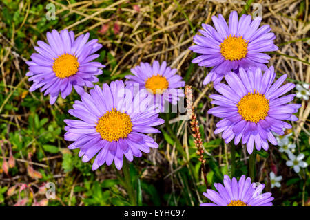 Photo gros plan de la fleur Aster alpinus. Banque D'Images