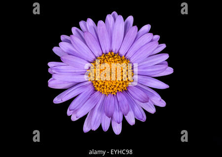 Photo gros plan de la fleur Aster alpinus. Banque D'Images