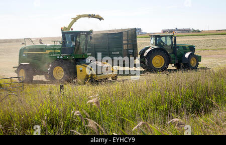 Tracteur et remorque fenaison, Oxley, marais Hollesley, Suffolk, Angleterre, RU Banque D'Images