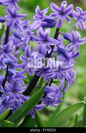 Jacinthes mauve (hyacinthus) est l'une des premières belles fleurs de printemps peuvent utiliser comme arrière-plan Banque D'Images