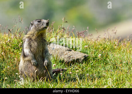 Marmotte alpine au Grossglockner. Altitude : 2700m Banque D'Images