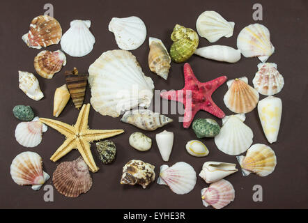 Coquilles de différentes créatures marines fossilisées et deux étoiles de mer jaune et rouge , contre un fond brun Banque D'Images