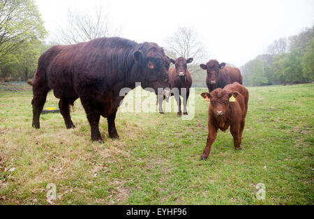 Red poll le pâturage du bétail dans un champ près de Sudbourne, Suffolk, Angleterre, RU Banque D'Images