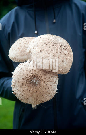 Mid section shot close-up of male holding parasol champignons, Macrolepiota procera, dans ses mains prises dans le Suffolk, Angleterre, RU Banque D'Images